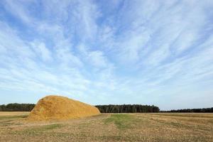 Stapel Stroh auf dem Feld foto