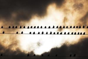 Vögel auf einem Draht foto