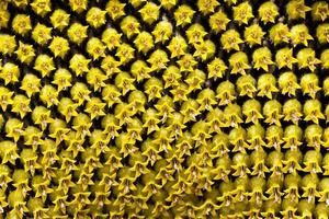 Sonnenblumenkerne. Blumenkrone foto
