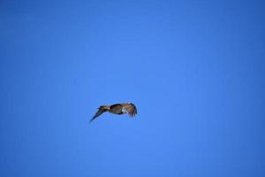 gleitender gefiederter Fischadlervogel gegen einen blauen Himmel foto