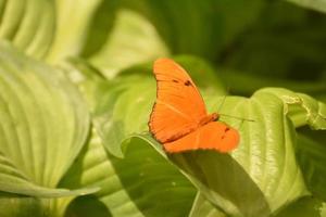 kleiner orangefarbener Julia-Schmetterling in freier Wildbahn foto