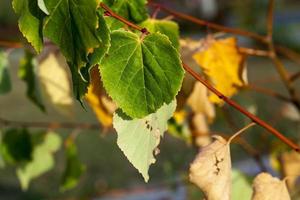 Herbst im Park foto