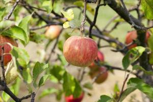 Apfel auf einem Ast foto