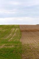 Anbau von Getreide. Frühling foto