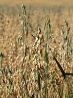 landwirtschaftliches Feld, Nahaufnahme foto