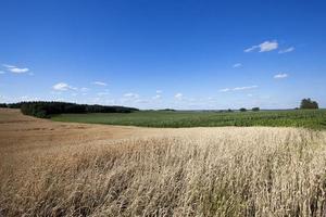 landwirtschaftliches Feld mit Getreide foto