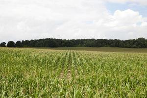 Maisfeld, Landwirtschaft foto