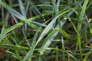 Gras darüber foto