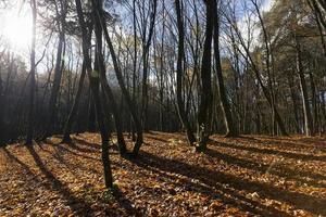 kahle Bäume wachsen im Herbstpark foto