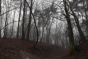 Wald im Herbst foto