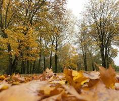 Herbstwald, Ahorne foto