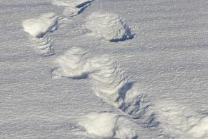 Tiefschnee hautnah foto