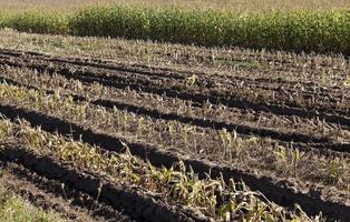 landwirtschaftliches Feld, Nahaufnahme foto