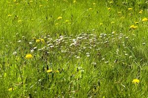 Blumenwiese, Nahaufnahme foto