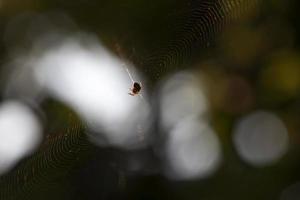 Netz ist eine kleine Spinne foto