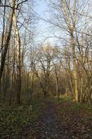 herbstlicher Waldspaziergang foto