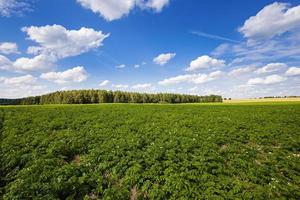 Kartoffelfeld hautnah foto