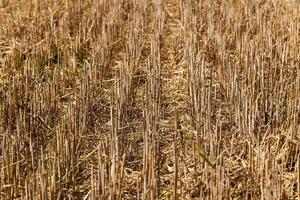 Landwirtschaft hautnah foto