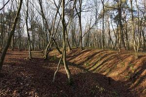 Sonnenlicht im Morgengrauen, Wald foto