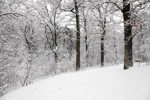 Bäume im Winter foto