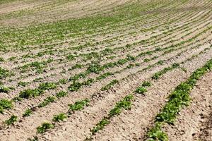 grüner kartoffelspross foto