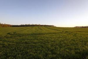Landwirtschaft in einem Feld foto