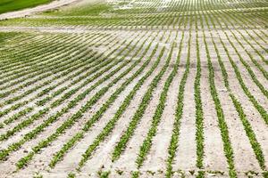 Feld mit Rote Bete foto