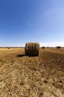 Heuhaufen Stroh, das nach der Getreideernte auf dem landwirtschaftlichen Gebiet liegt foto