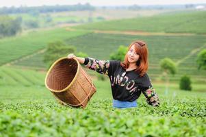 Asien schöne Frau, die Teeblätter in Plantage, Lebensstilkonzept auswählt