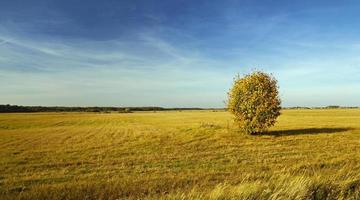 Baum im Feld foto