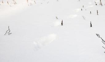 Spuren im Schnee foto