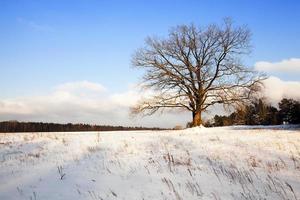 Baum im Feld foto