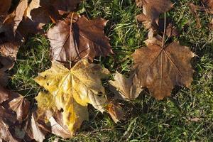 das Herbstlaub foto