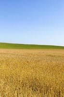 Gelber Weizen und grünes Gras auf sich kreuzenden landwirtschaftlichen Feldern, vor blauem Himmel, schöne Sommerlandschaft foto