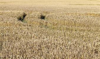 Roggenfeld mit orangefarbenen trockenen Stielen foto