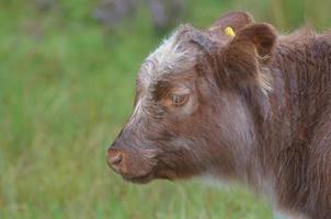 Hochlandkalb mit wirklich süßem Gesicht in Schottland foto