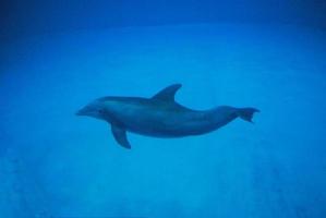 Delphin bewegt sich unter Wasser foto