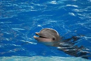 schnatternder Delphin mit offenem Mund foto