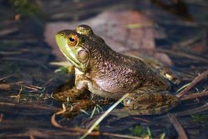 erstaunliches Krötenmakro foto