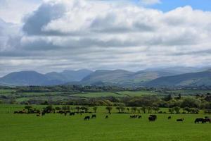 dicke Wolken über einer Ackerlandschaft mit grasenden Kühen foto