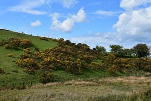 Ginster auf sanften Hügeln in einem ländlichen englischen Feld foto