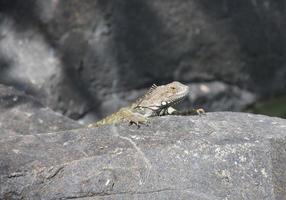 Leguan mit scharfen Krallen, der auf einen Felsen klettert foto