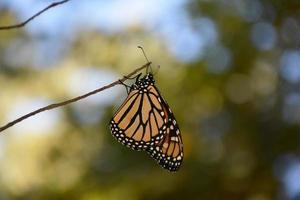 Blick auf einen Schmetterling auf einem Ast aus der Nähe foto