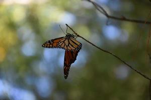 Orangefarbener Schmetterling mit offenen Flügeln in der Natur foto