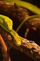 Ein paar giftige grüne Baumschlangen auf einem Ast foto