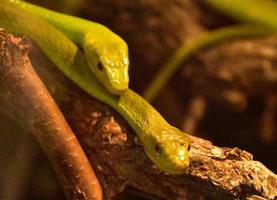 Paar grüne Mamba-Schlangen zusammengerollt foto