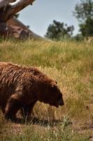 brauner schwarzer Bär, der in einem Feld schlendert foto