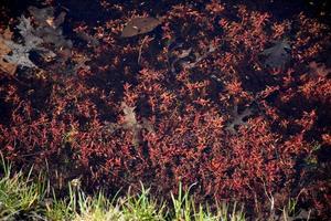 Cranberry-Reben mit verrottenden Blättern im Frühjahr foto