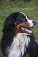 Seitenprofil eines Berner Sennenhundes foto