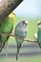 Gruppe pastellfarbener Wellensittiche, die alle in einem Baum sitzen foto